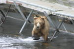 Bear Viewing Kodiak Island Alaska